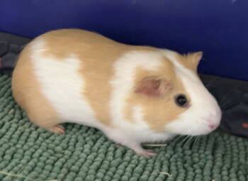 Rescue Guinea Pig Guinea Pigs for Adoption in Marshfield, Wisconsin - Adia | PetCurious